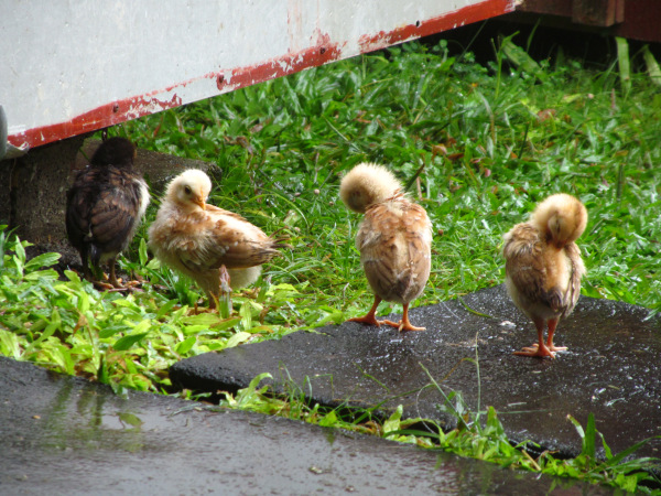 chicks preening